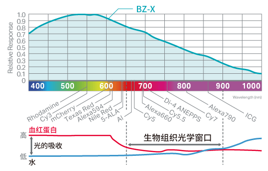 Fucci细胞周期检查点