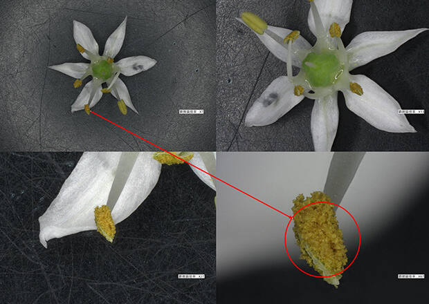 【样品】韭菜花及其花粉